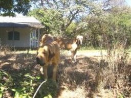 Brazilian cabecudo cattledog